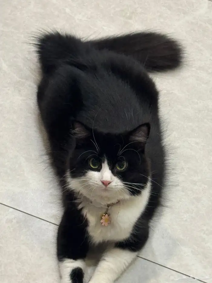 قطوة للتبني 2