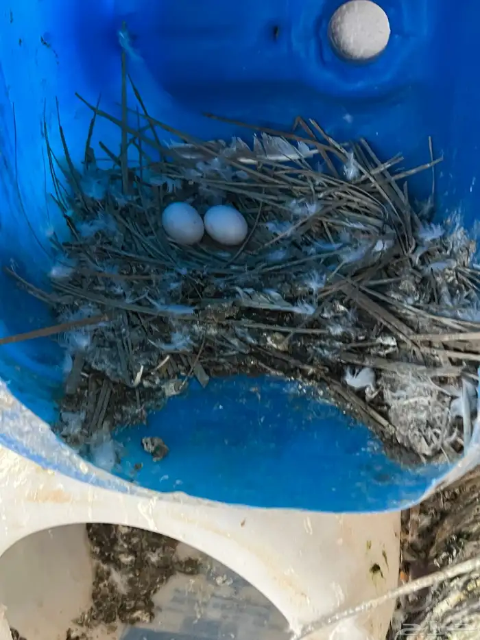 عشة حمام كامله للبيع 10