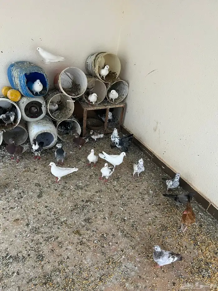 عشة حمام كامله للبيع 4