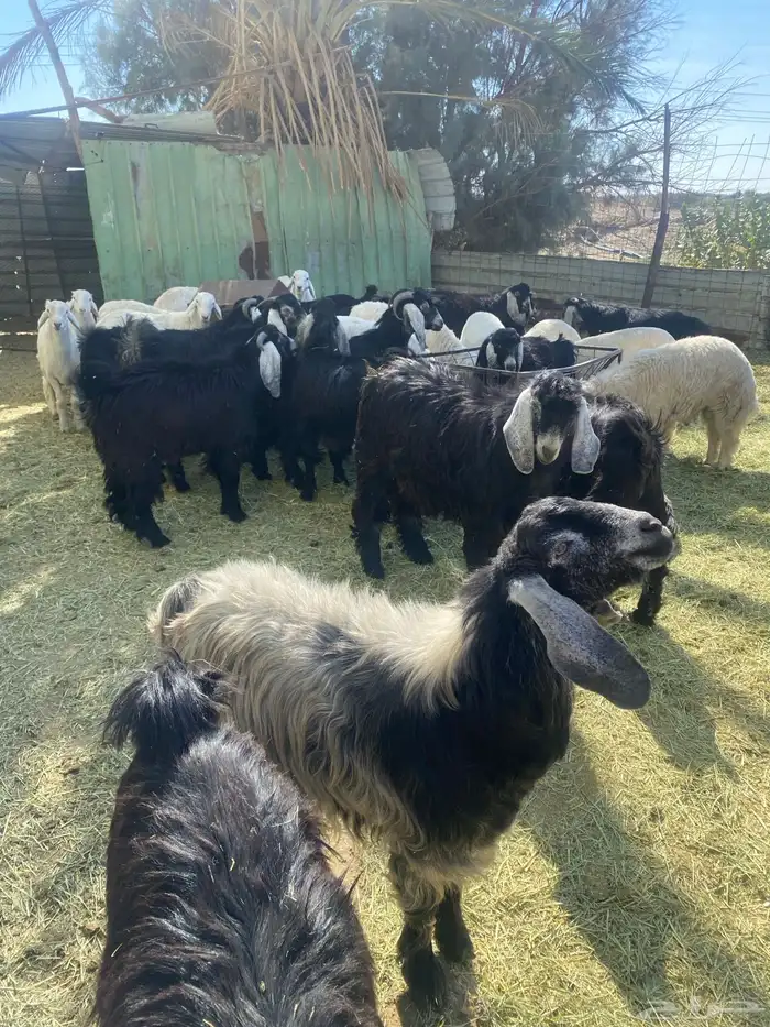 تيوس ذبايح 1