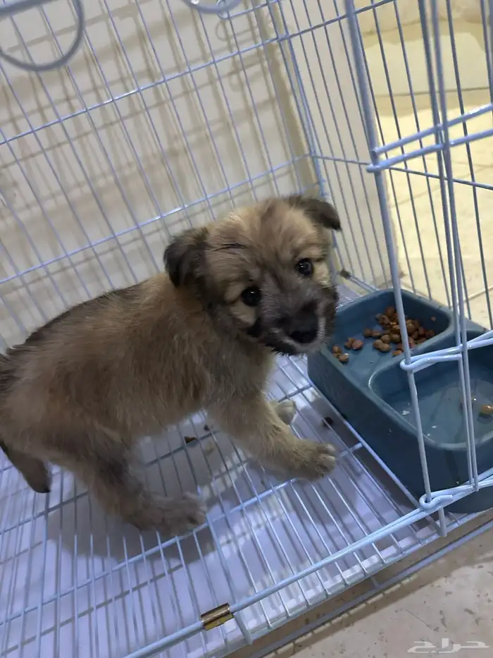 كلب صغير هجين شيتوس ومالتيز واضح في الصوره عمر شهرين 2