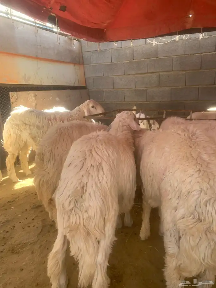 ذبائح للبيع 4