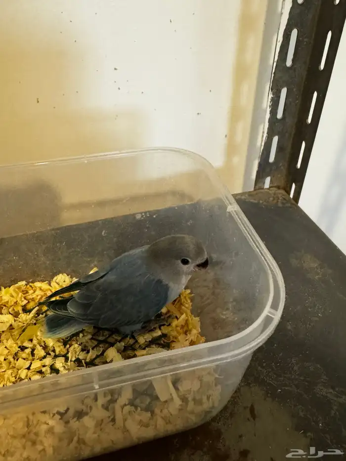 روز فرخ بلو سوبر جامبو 3