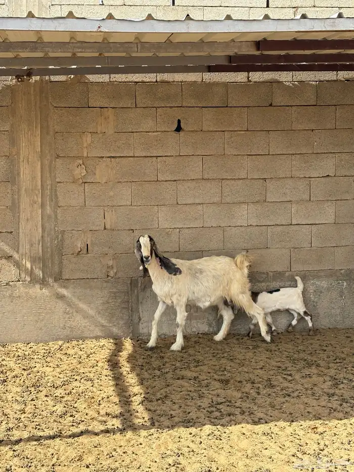 عنز والد طيبه 0