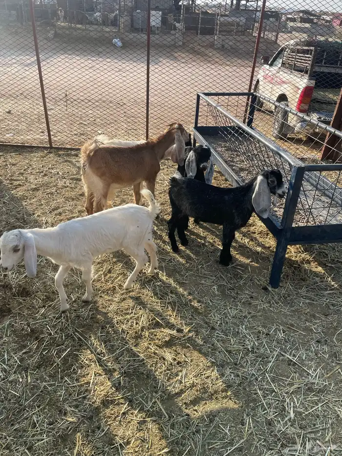 جفرات وتيوس 20