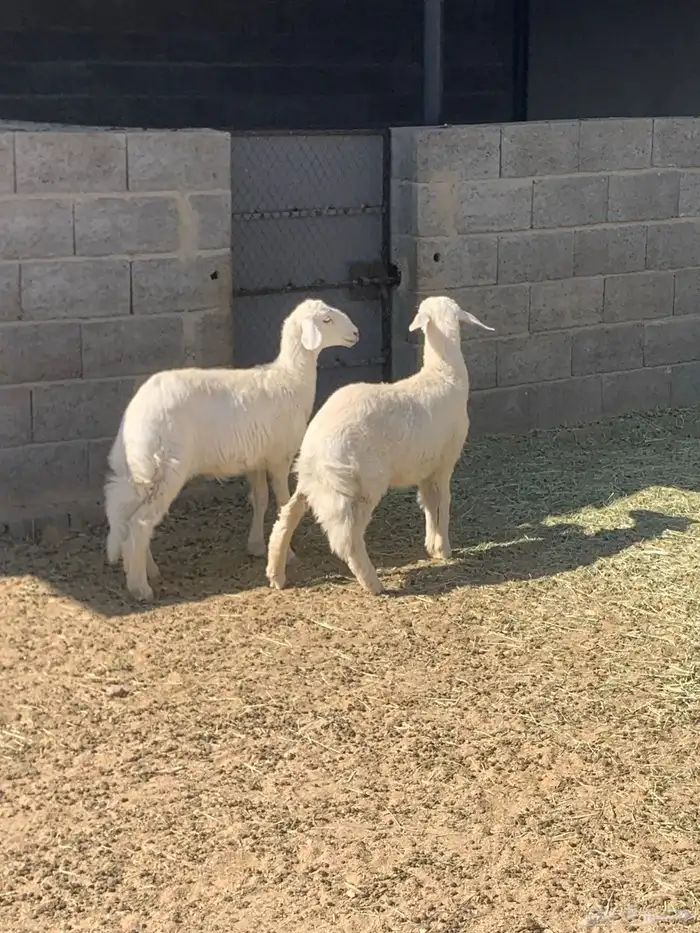 للبيع رخلين 2