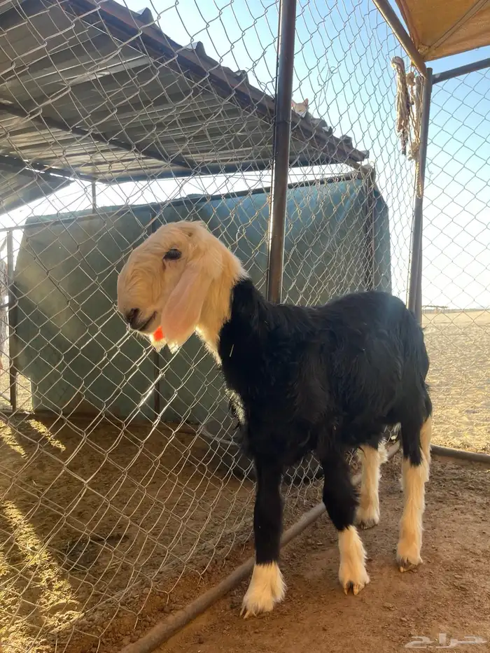 مشاريع فحول نجد 9