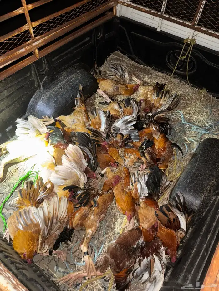 ديك مهجن باكستاني ع فارسي للبيع 0