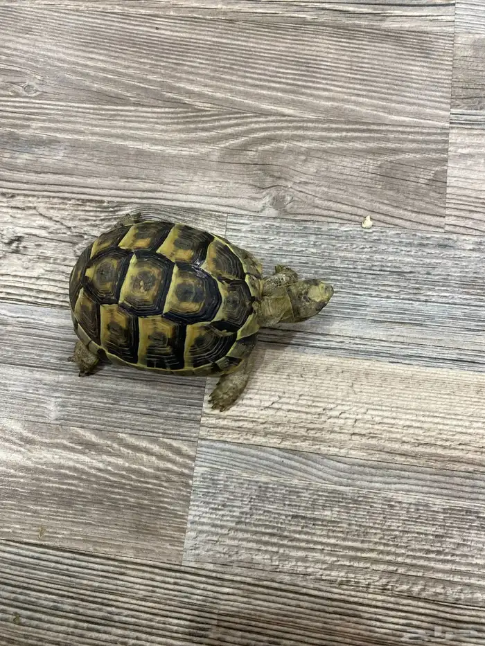 سلحفاة السوم 250 0