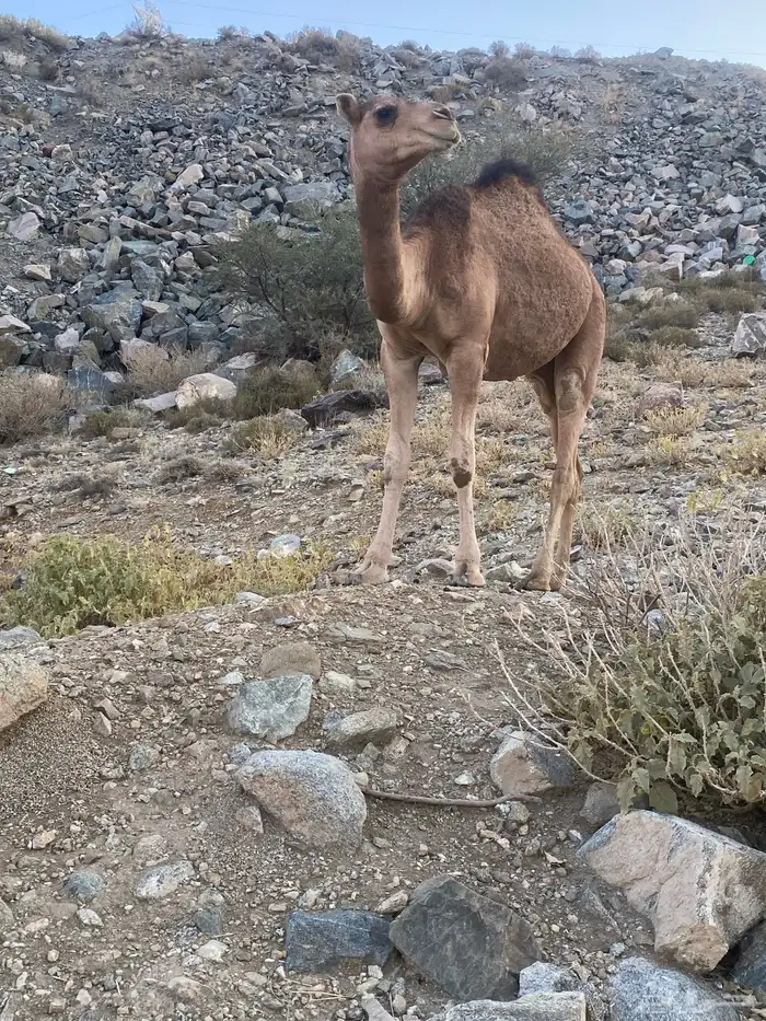 بكره حمراء 0