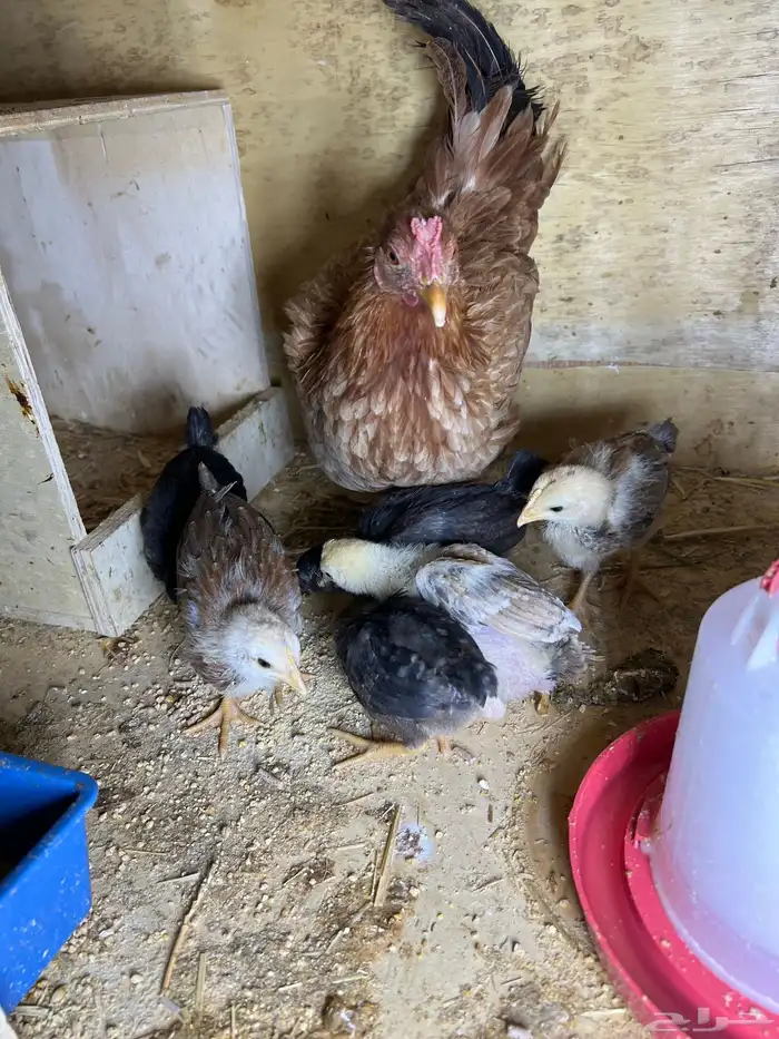 دجاجه عربيه معها 6 فروخ عمرهم تقريبا 21 يوم 1