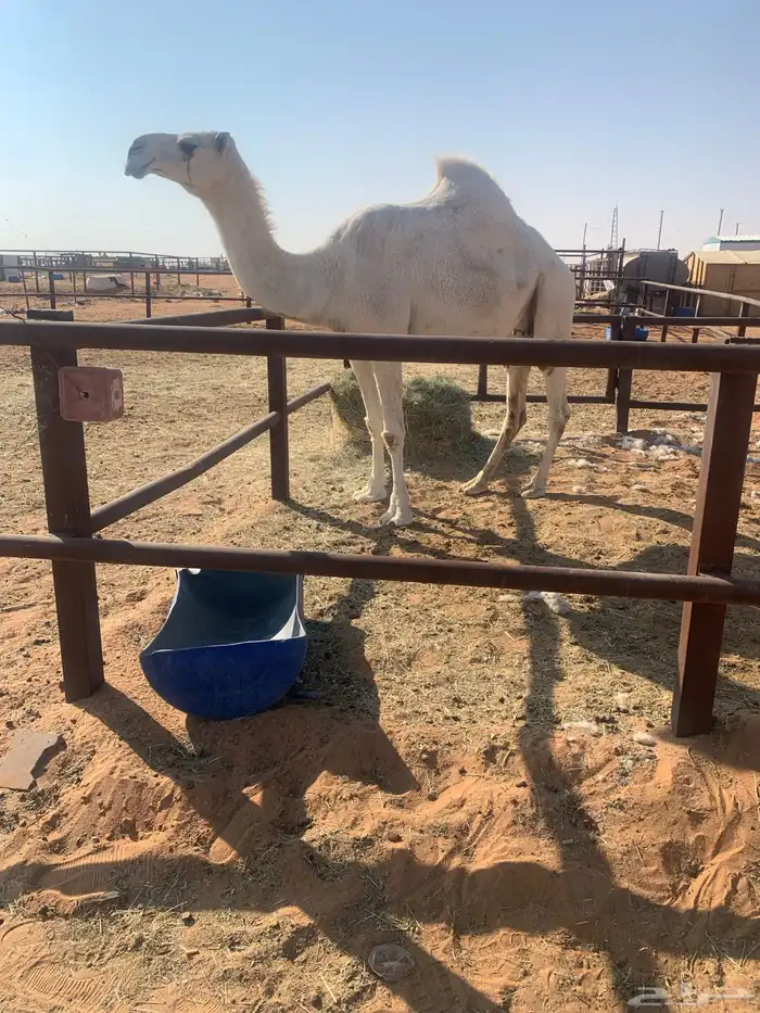 ضروبه وضحا طيبه 5