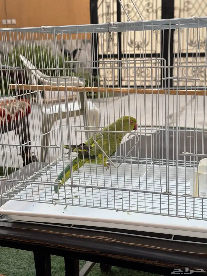 دره انثى للبيع 4