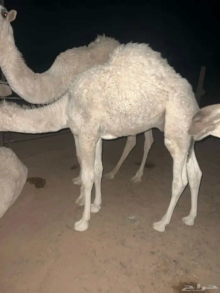 قعود عمره 4 شهور 3