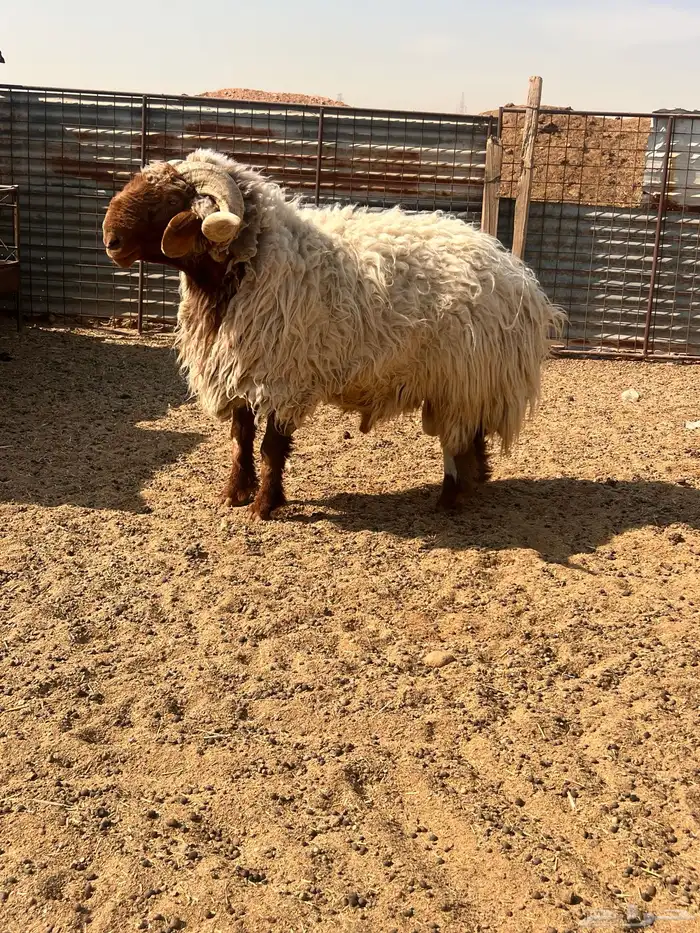 فحل نعيمي يقرع شرط 1