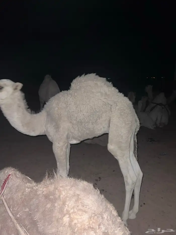 قعود عمره 4 شهور 0