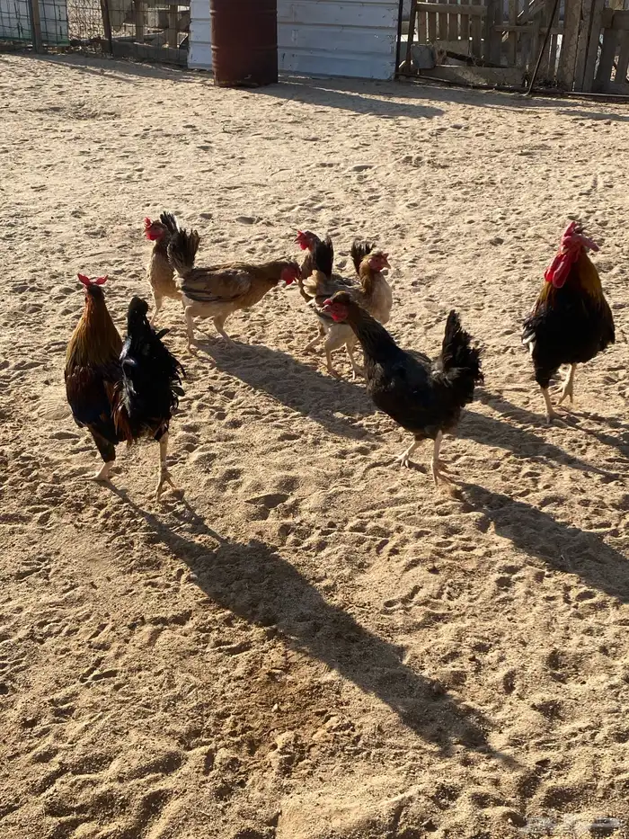 دجاج بلدي للبيع 12