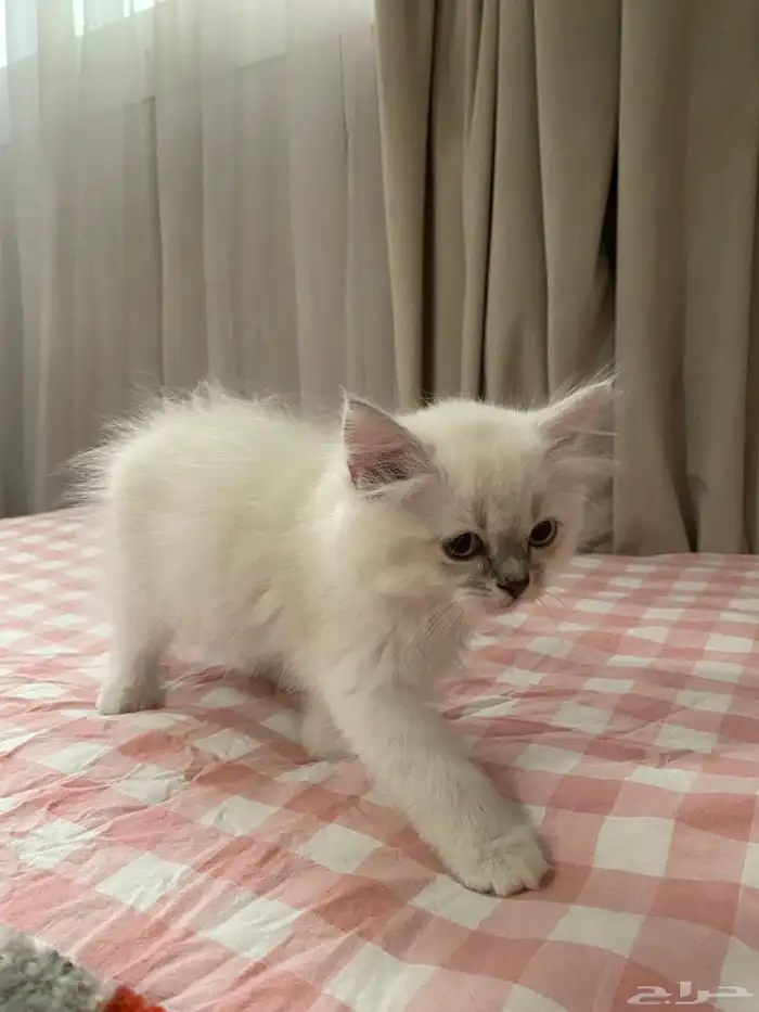 قط ذكر همالايا - شيرازي للبيع 2