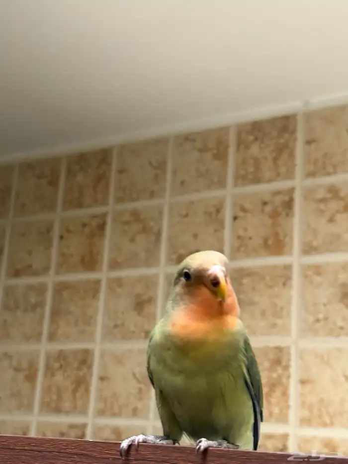 ببغاء روز 1