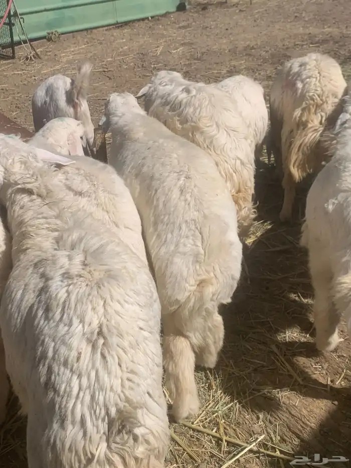 ذبائح للبيع 6
