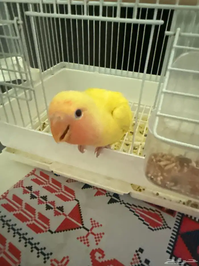 روز لاتينو للبيع هدد داخلي غير مفطوم يقبل غر واسمه لؤي 0