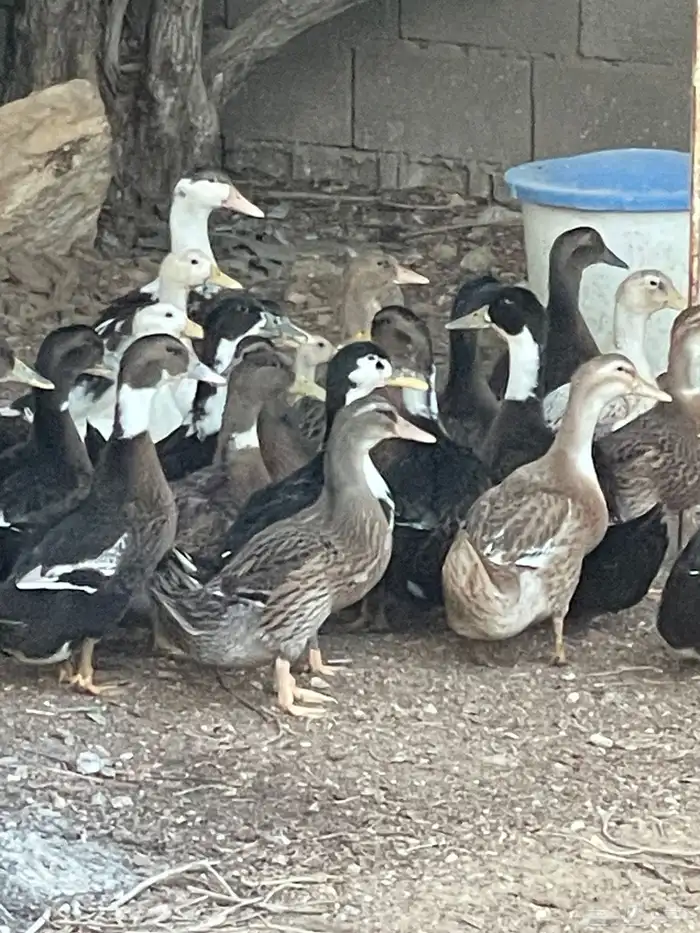 بط شرشيري العمر شهرين 2