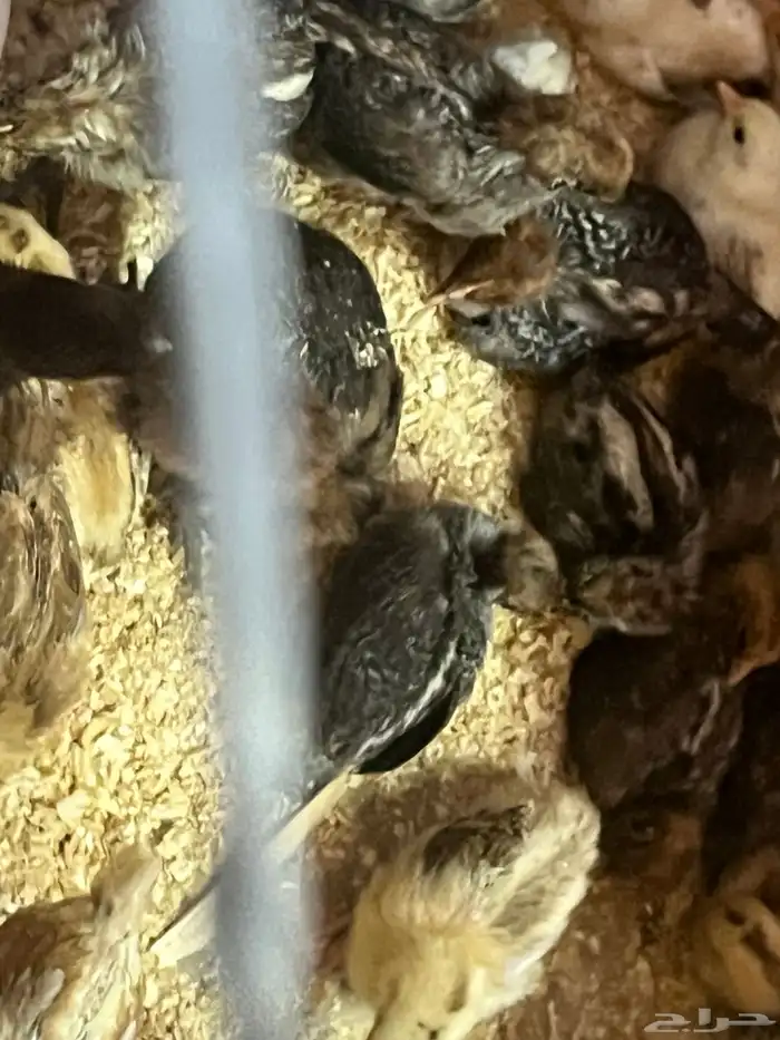 صوص دجاج فيومي فرنسي ألمنيوم 2