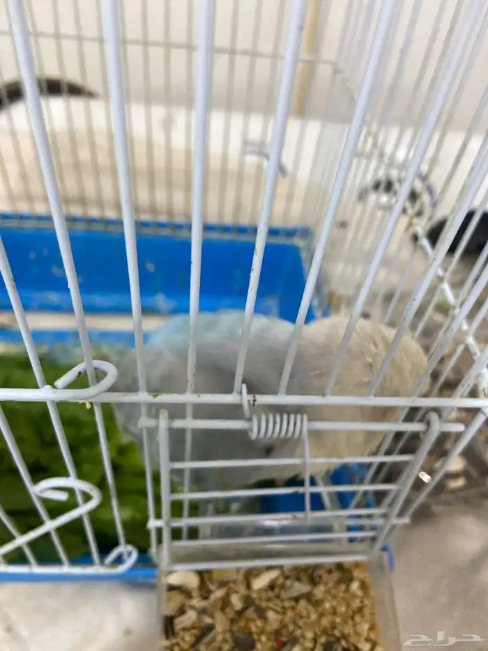 طير روز انتاج 0