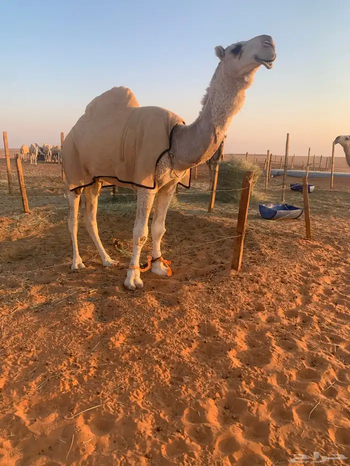 قعود رماني كفو 2