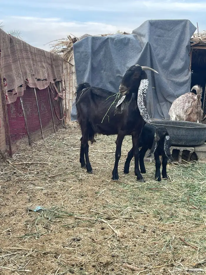 عنز مشروكه 1