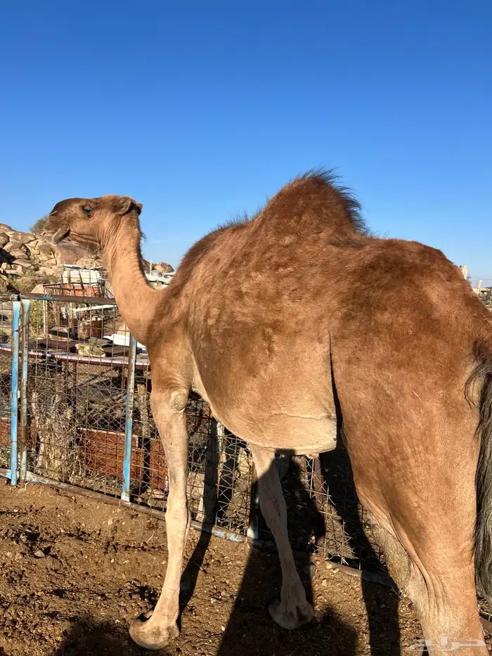 ناقه حمراء ( ملاقي ) للبيع 0