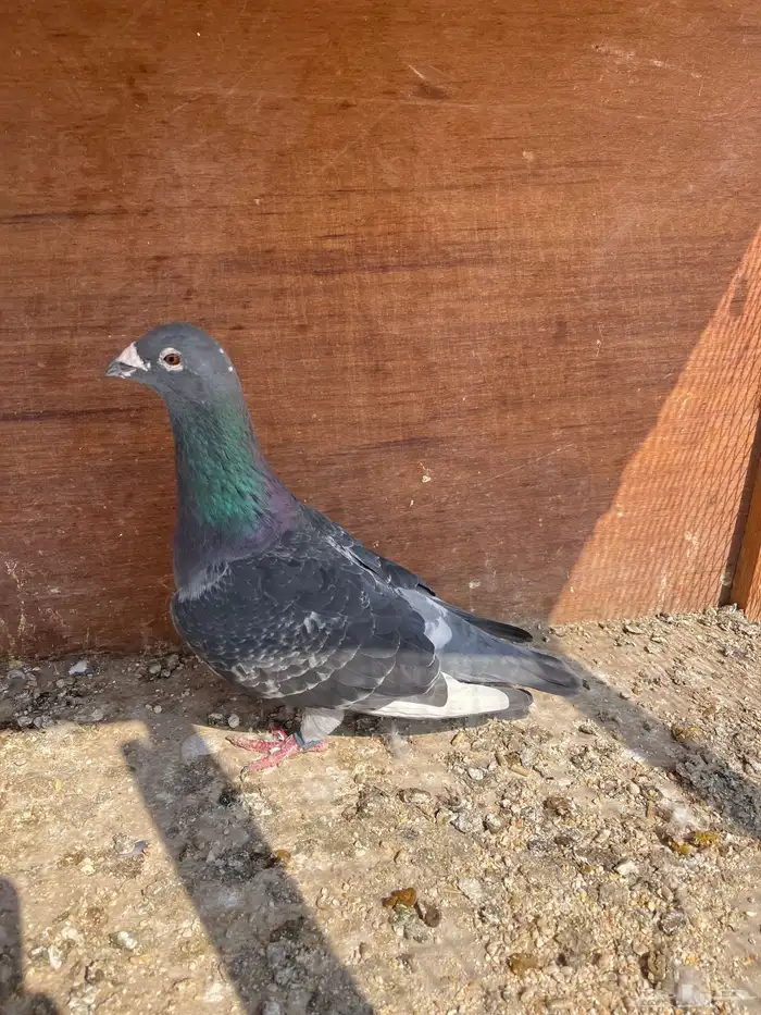 جوز زاجل سباق 4