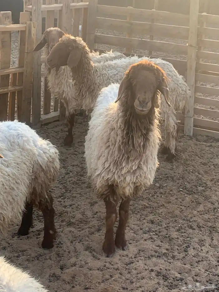 غنم العدد 5 شرط الصحه وأمورهم طيبه 0