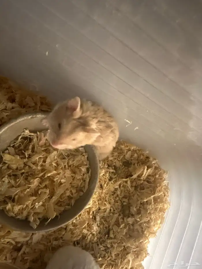 12 هامستر روسي البيع جمله 0