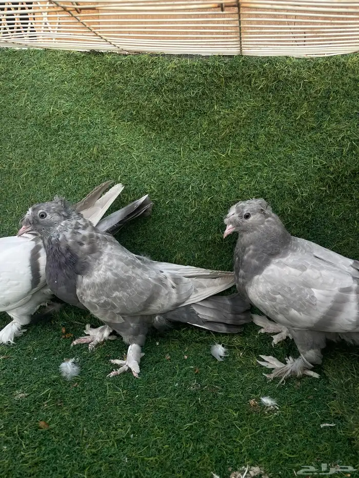 حمام تركي اخوان بعض طحاينه و صخريه 2