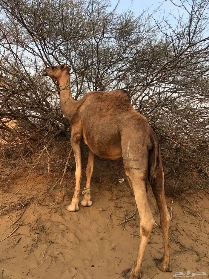 ناقه جنبه قريب تلد ا 1