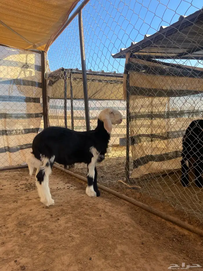 مشاريع فحول نجد 4