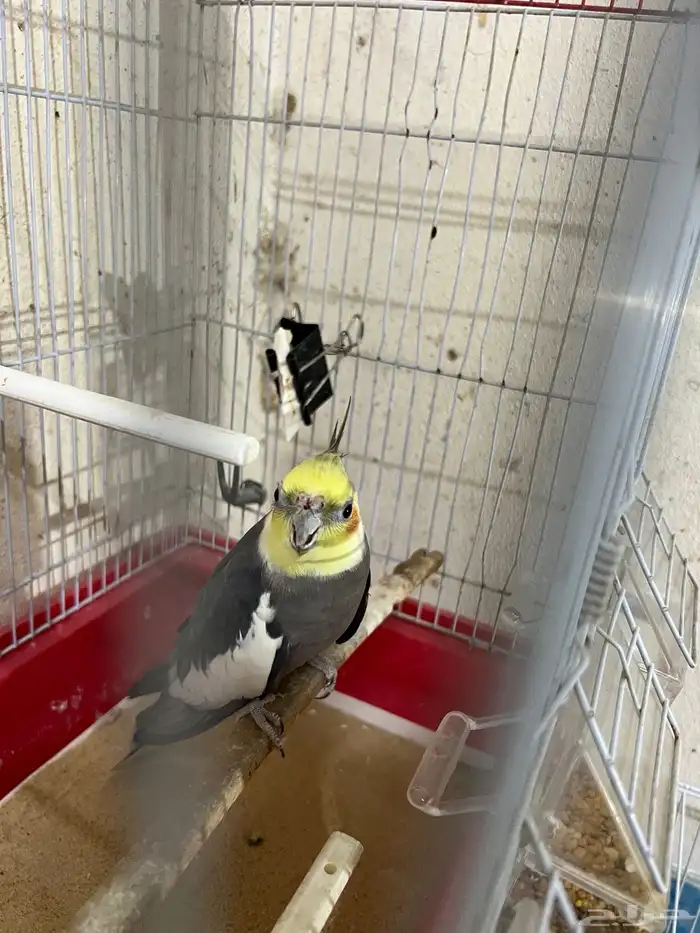 ذكر كوكتيل للبيع 0