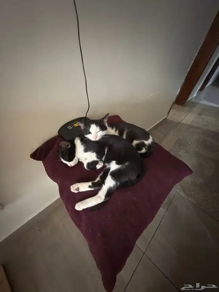 قطط للتبني 6