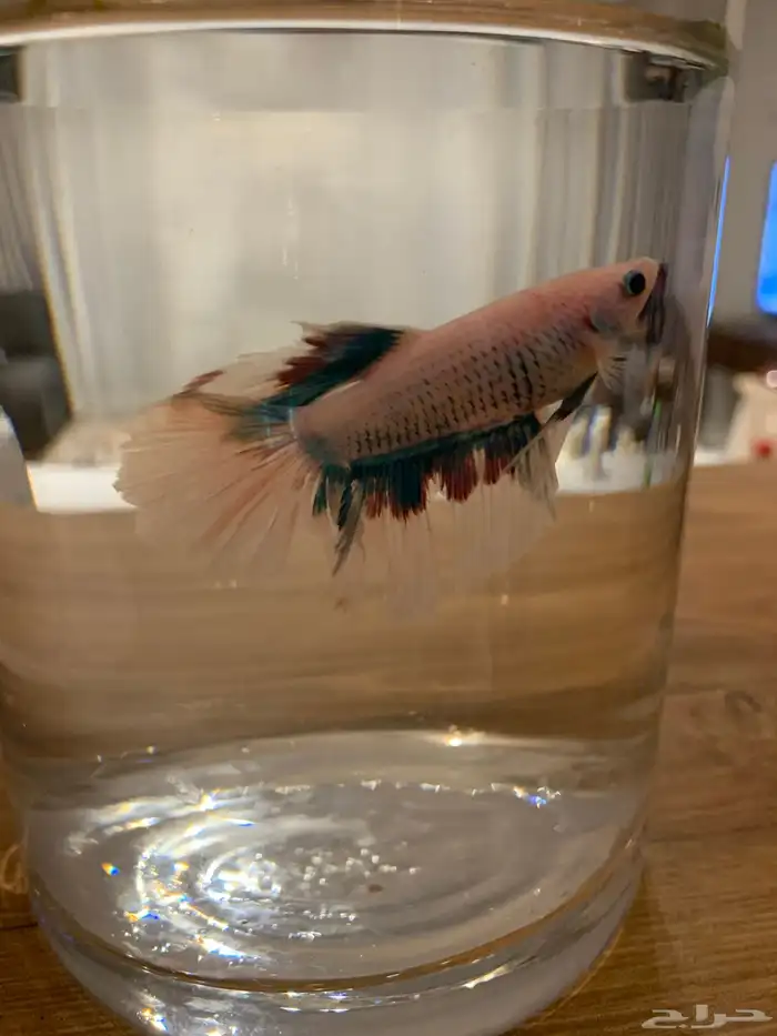 سمك زينه للبيع 8