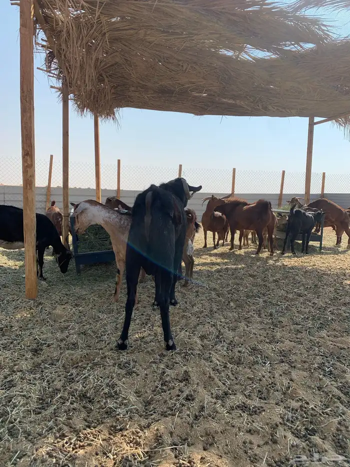 ماعز جنوبي منوة القاني 4