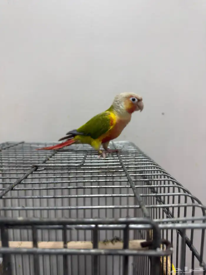 طيور كروان 2