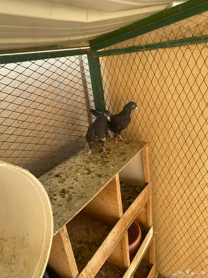 رام اسود بيووور 4