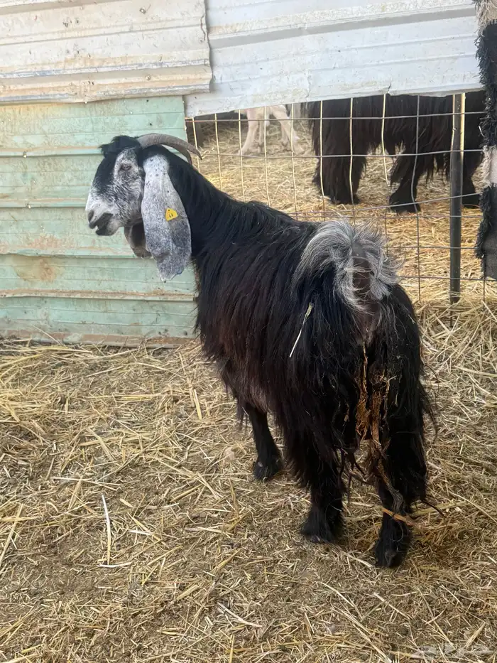 عنز معها اثنين سن وديد شرط 0