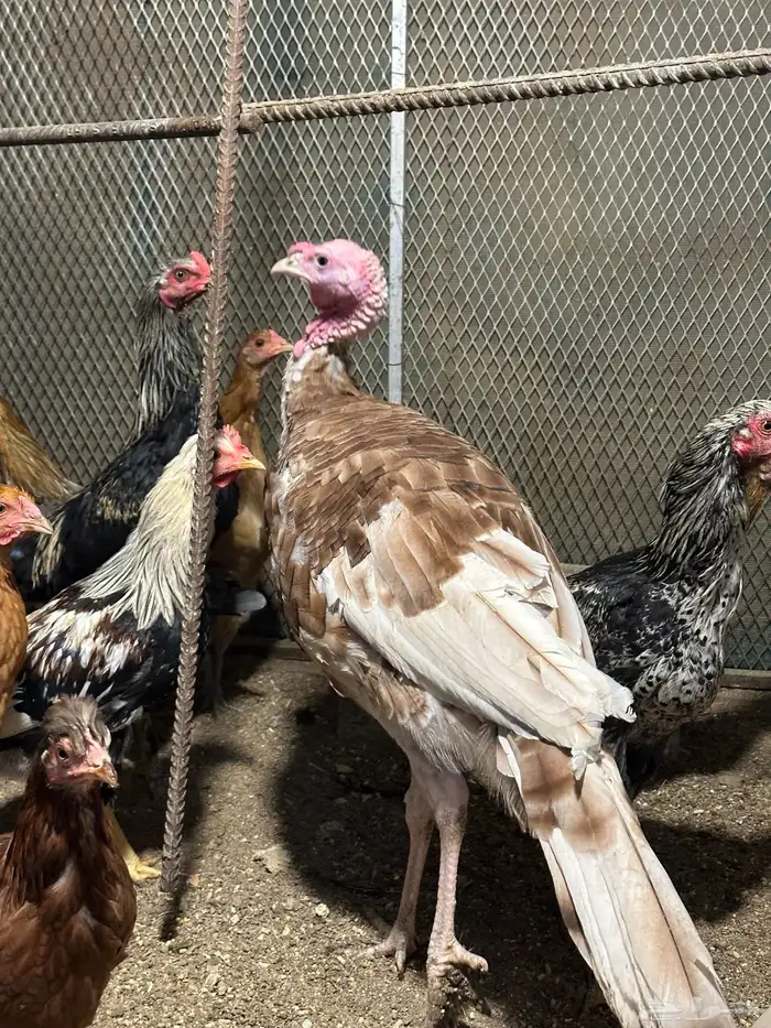 زوج رومي والإنتاج تبعهم 8