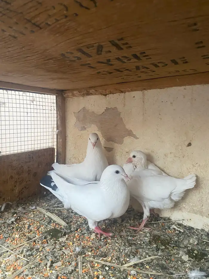 للبيع جوز فرنسي معه فرخ وبيض 0