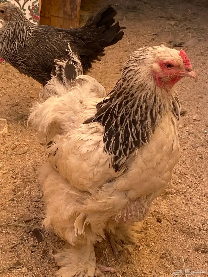 دجاج براهما كلومبي الحد 300 1