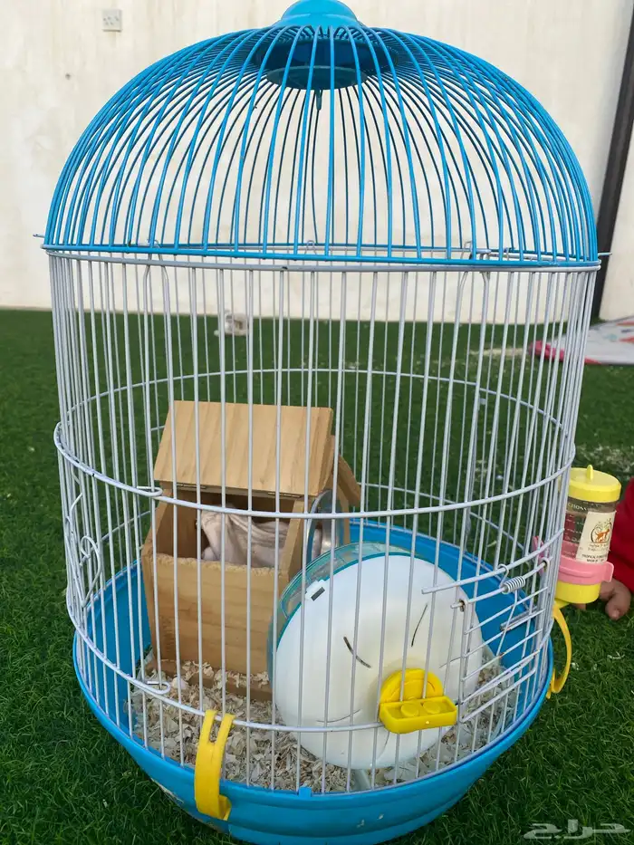 همستر للبيع 1