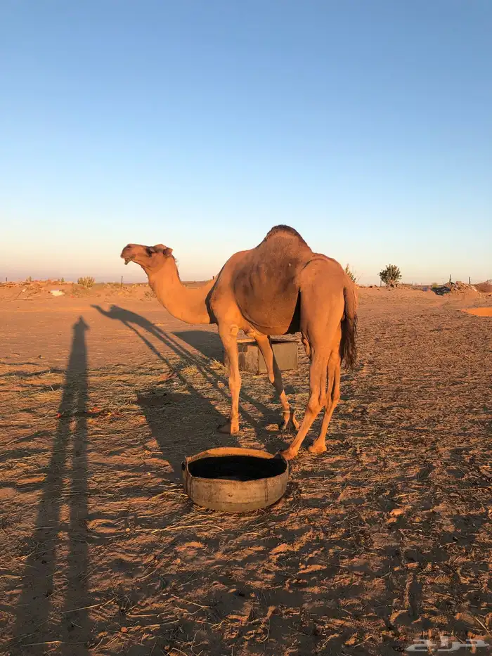 فحل حمر للبيع 1