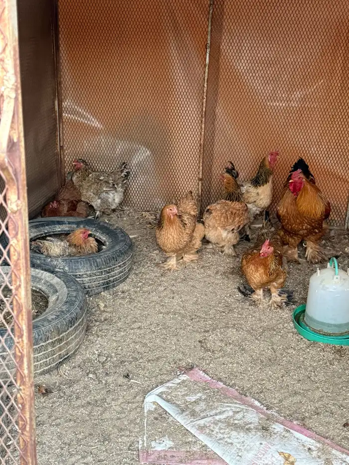 دجاج براهما 4